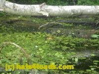 /home//u458753944/public_html/sourcegallery/////////////////////Frogs/More bullfrogs/P7251188.JPG